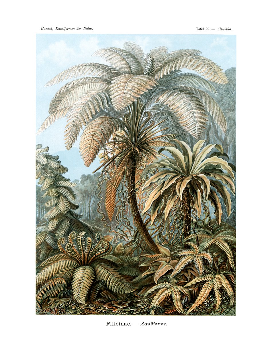 Filicinae da German School