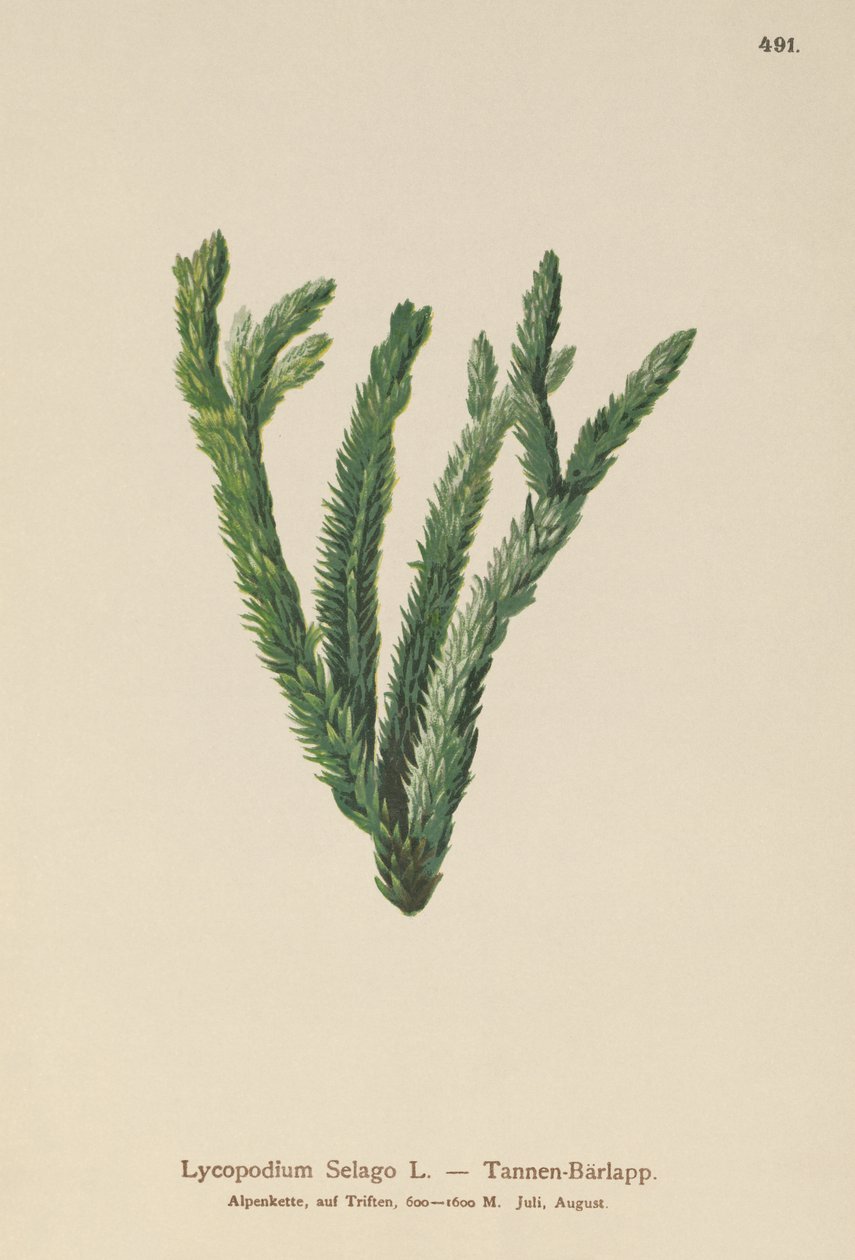Lycopodium Selago da German School