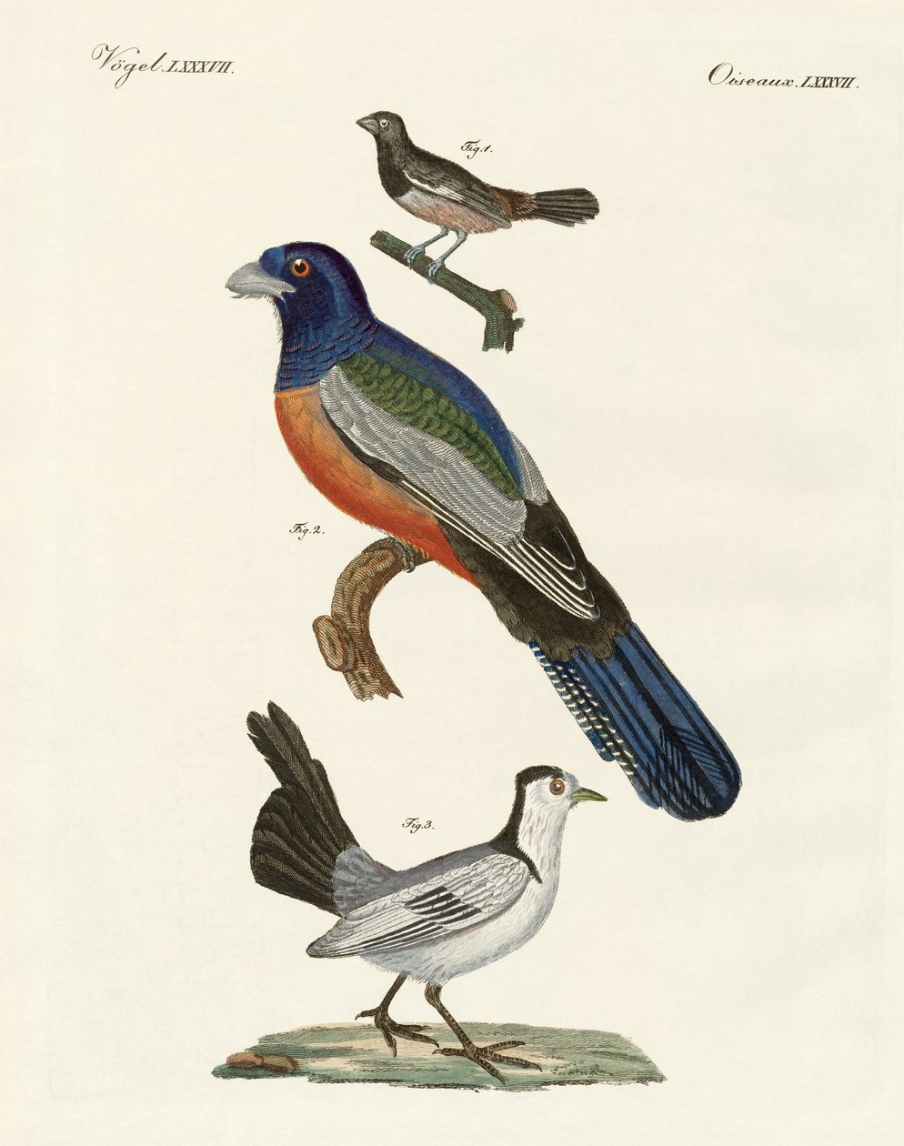 Uccelli stranieri da German School