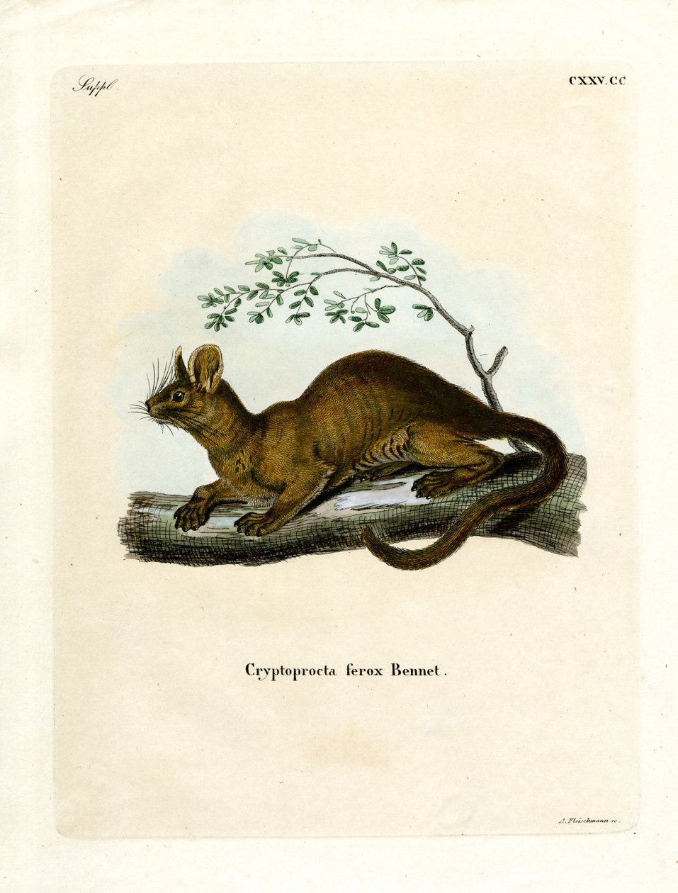 Fossa da German School