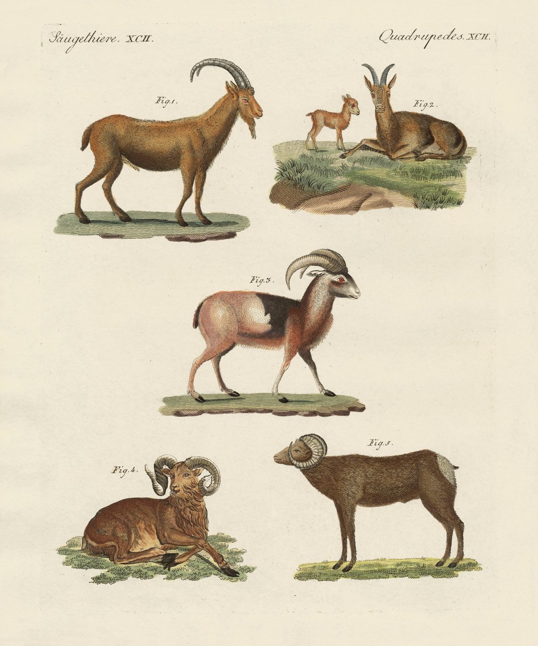 Animali quadrupedi da German School