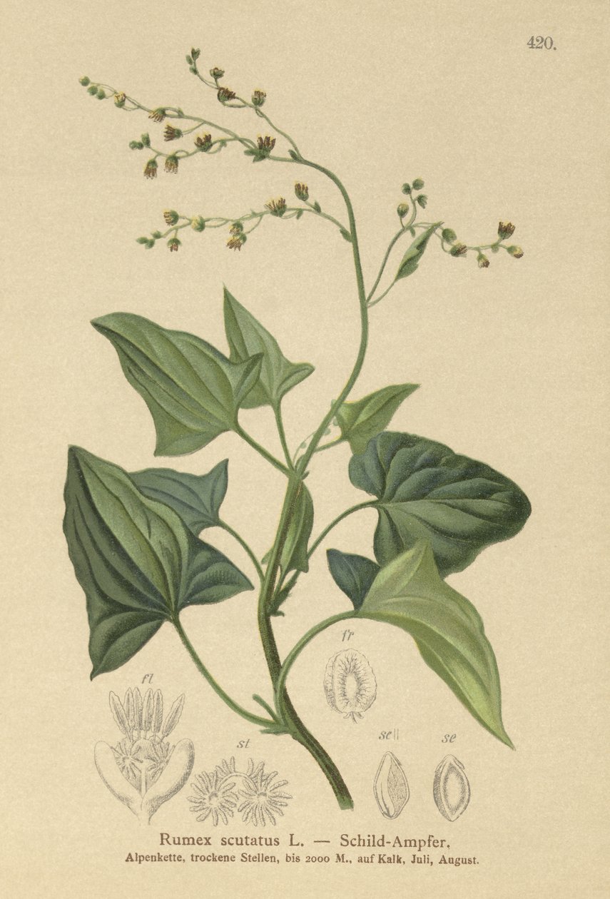 Rumex scutatus da German School