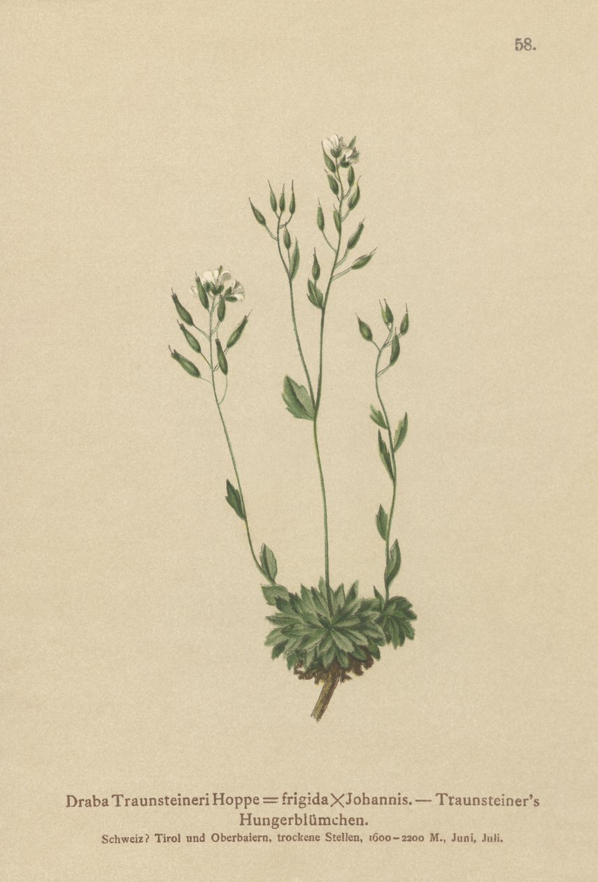 Draba frigida (Draba traunsteineri, Draba frigida) da German School