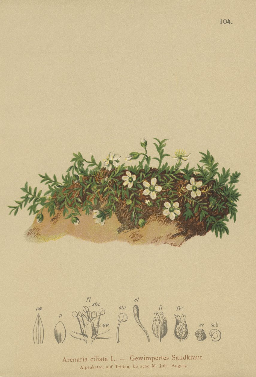 Arenaria ciliata da German School