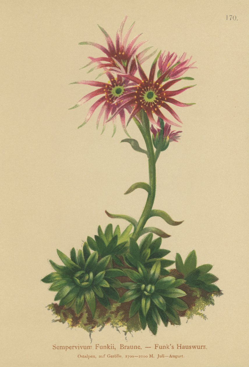 Semprevivo di Funk (Sempervivum Funkii) da German School