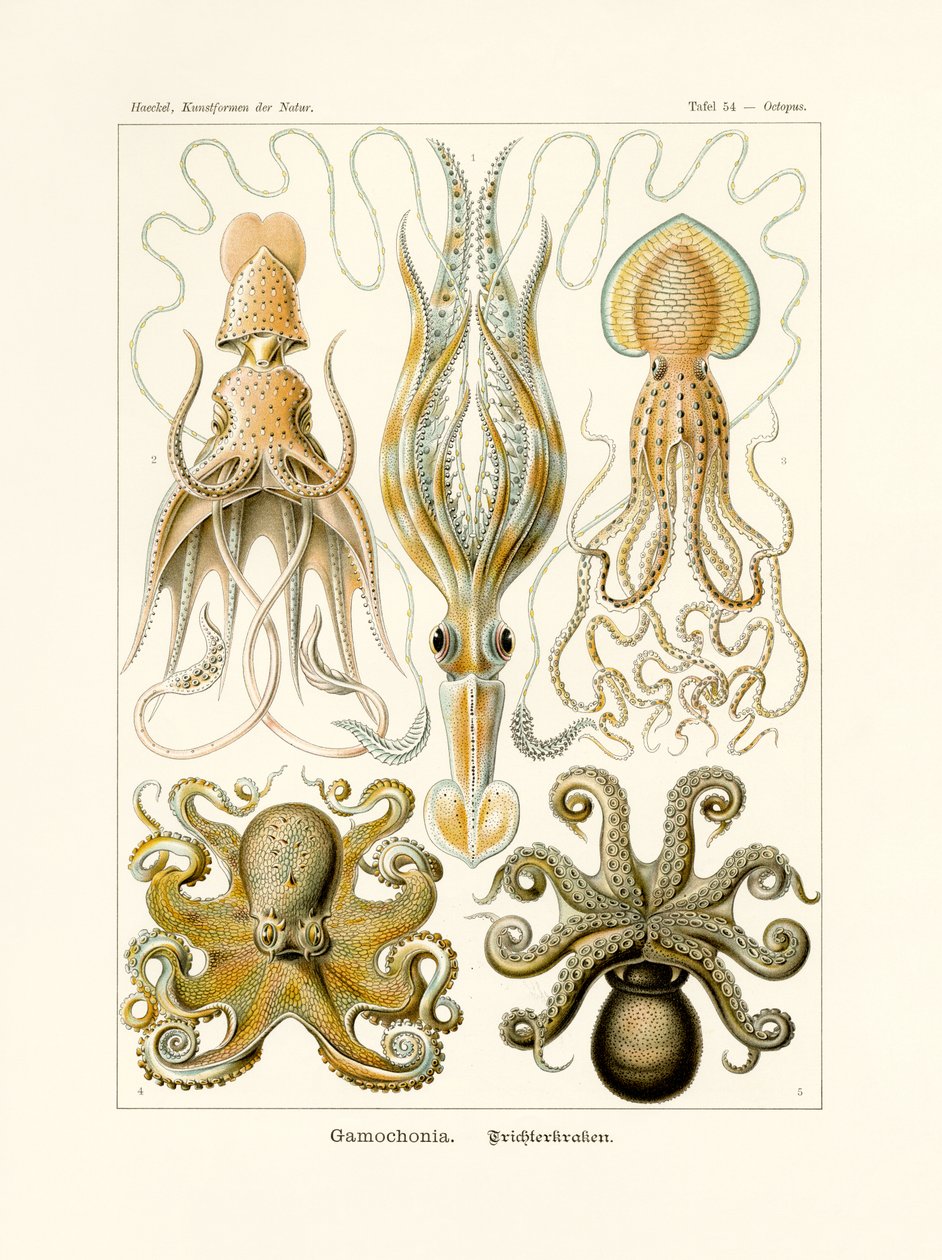 Gamochonia, 1899-1904 da German School