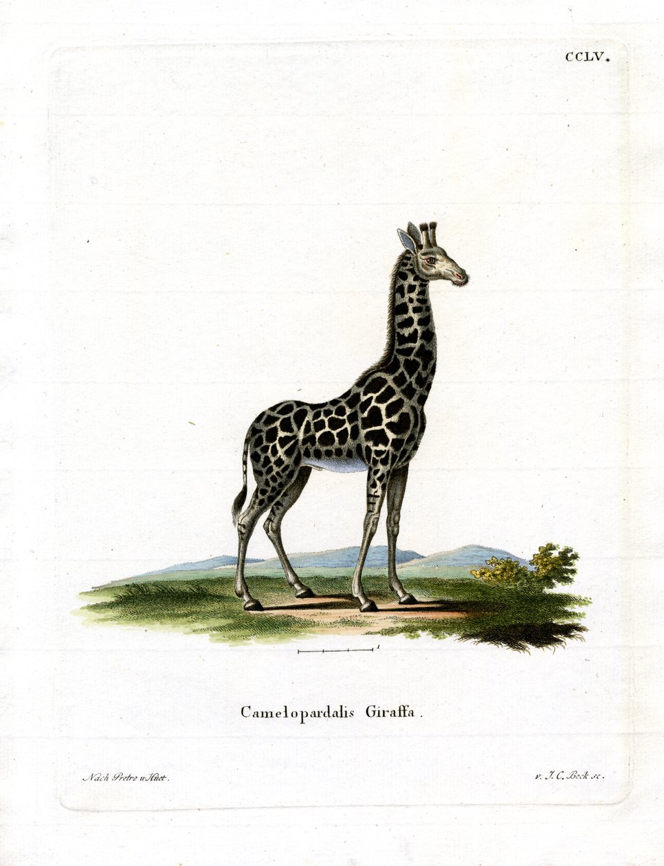 Giraffa da German School