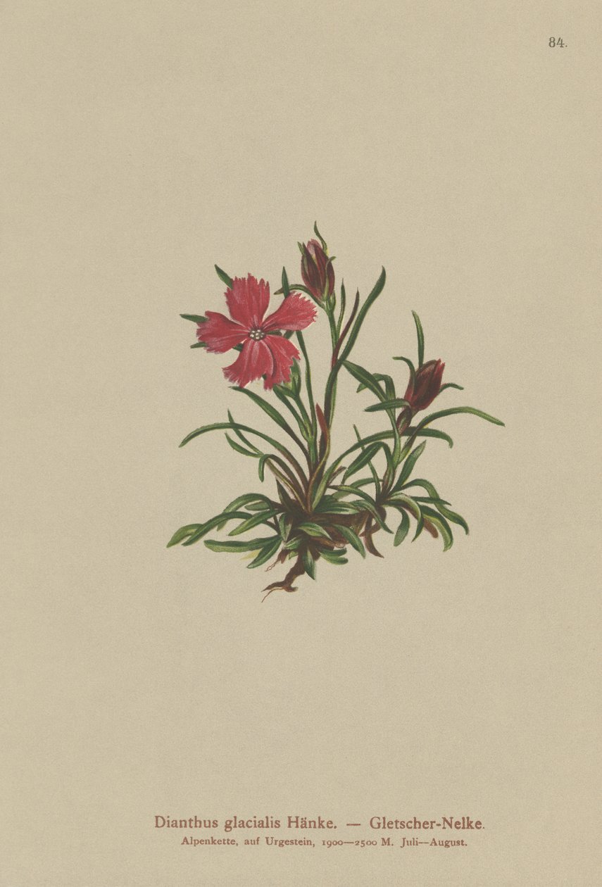 Dianthus glacialis da German School