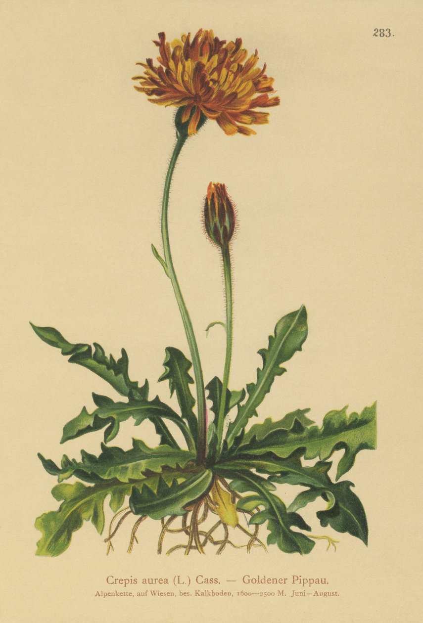 Crepis dorata (Crepis aurea) da German School