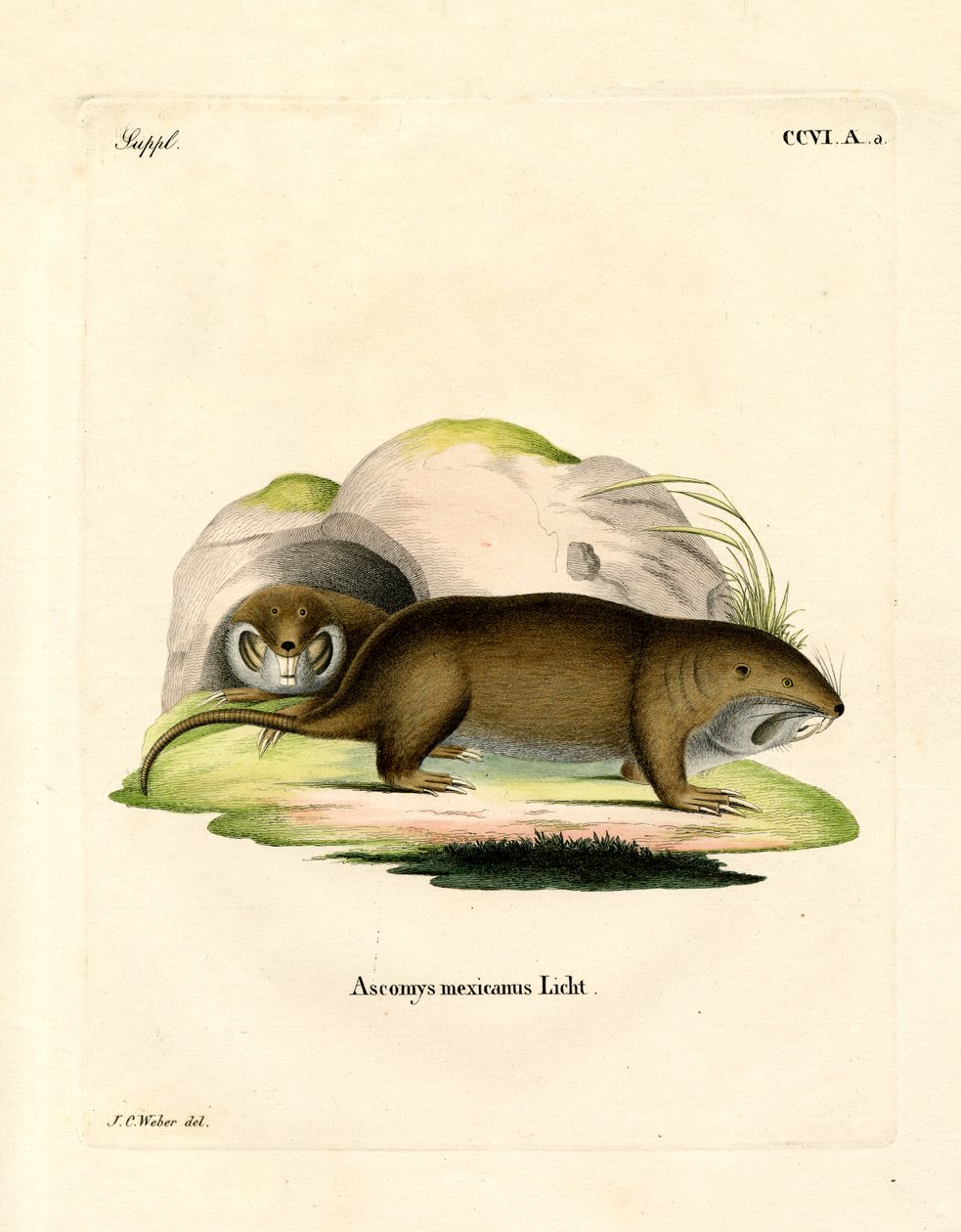 Gopher da German School