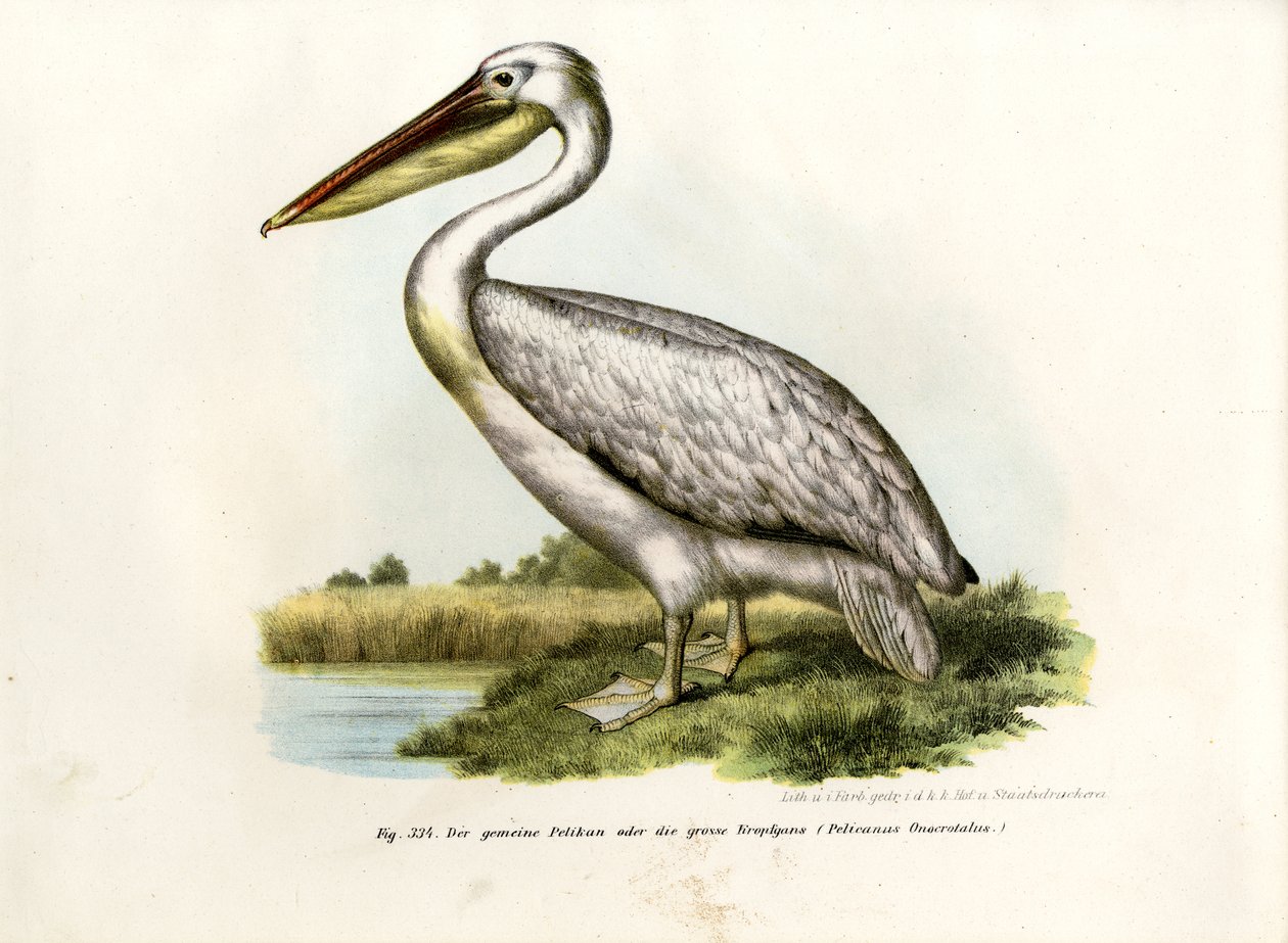 Grande pellicano bianco, 1864 da German School