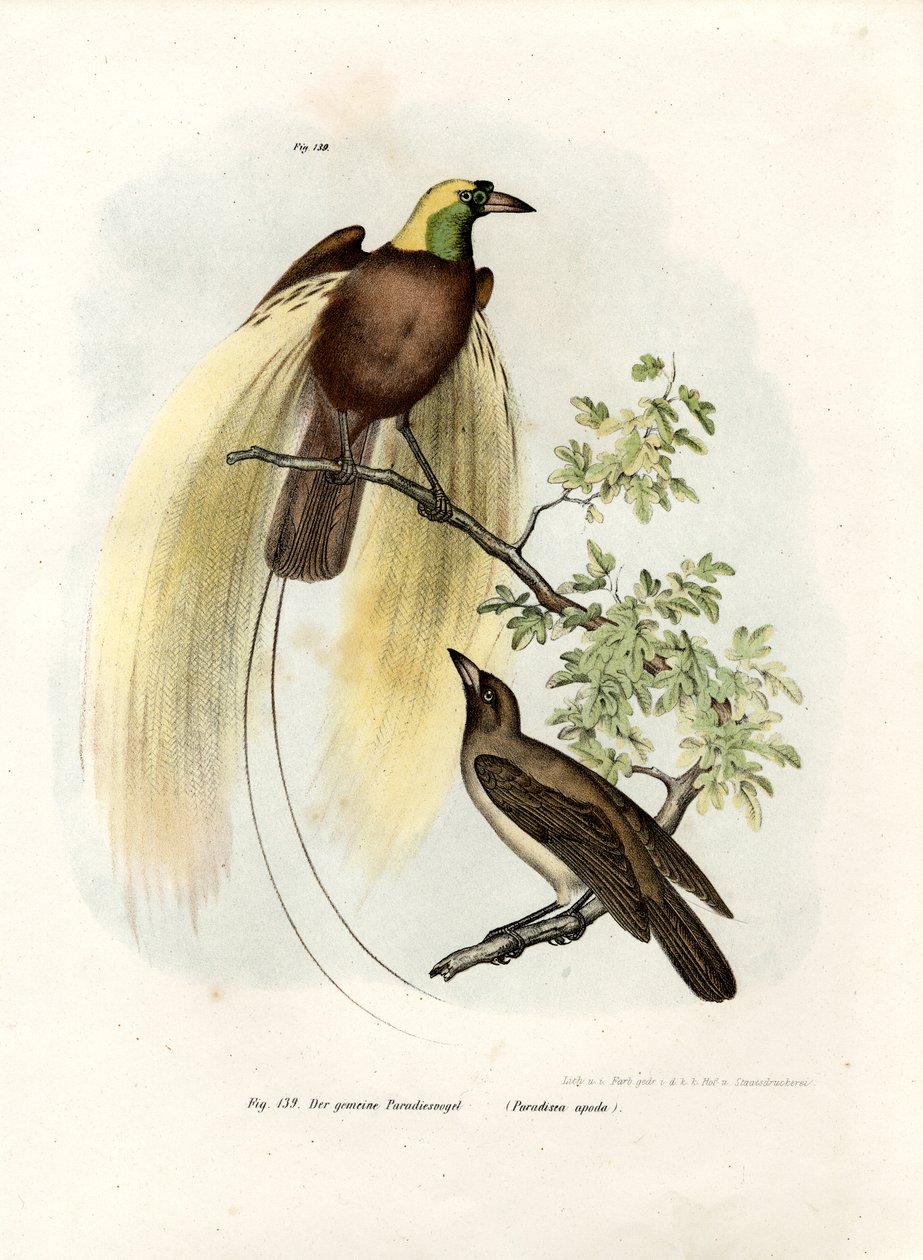 Grande uccello del paradiso, 1864 da German School
