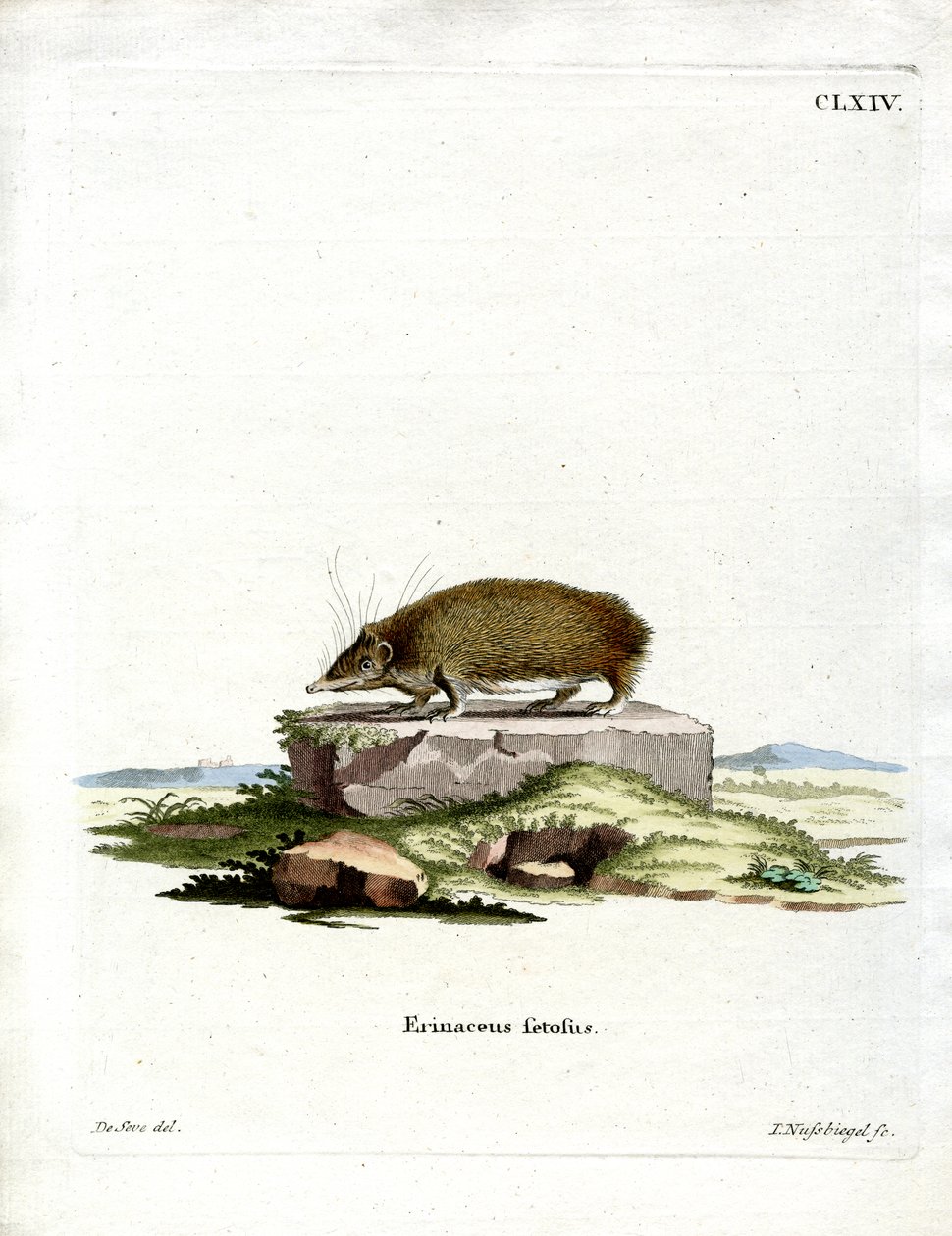 Tenrec Maggiore da German School