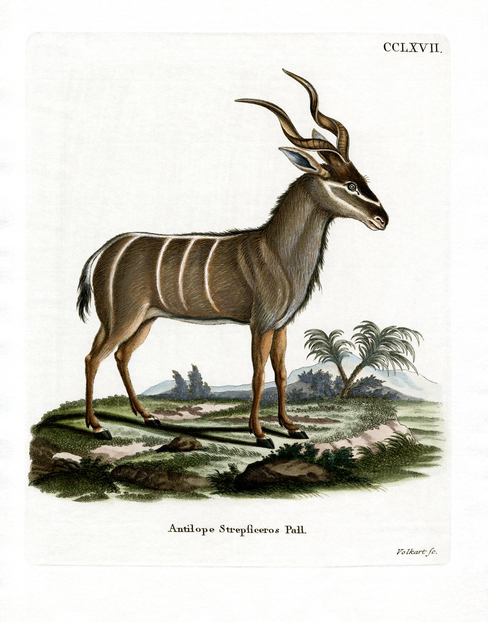 Kudu maggiore da German School