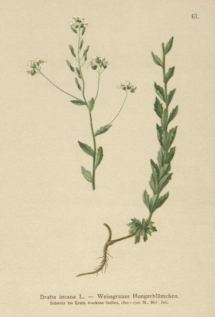 Draba grigia (Draba incana) da German School