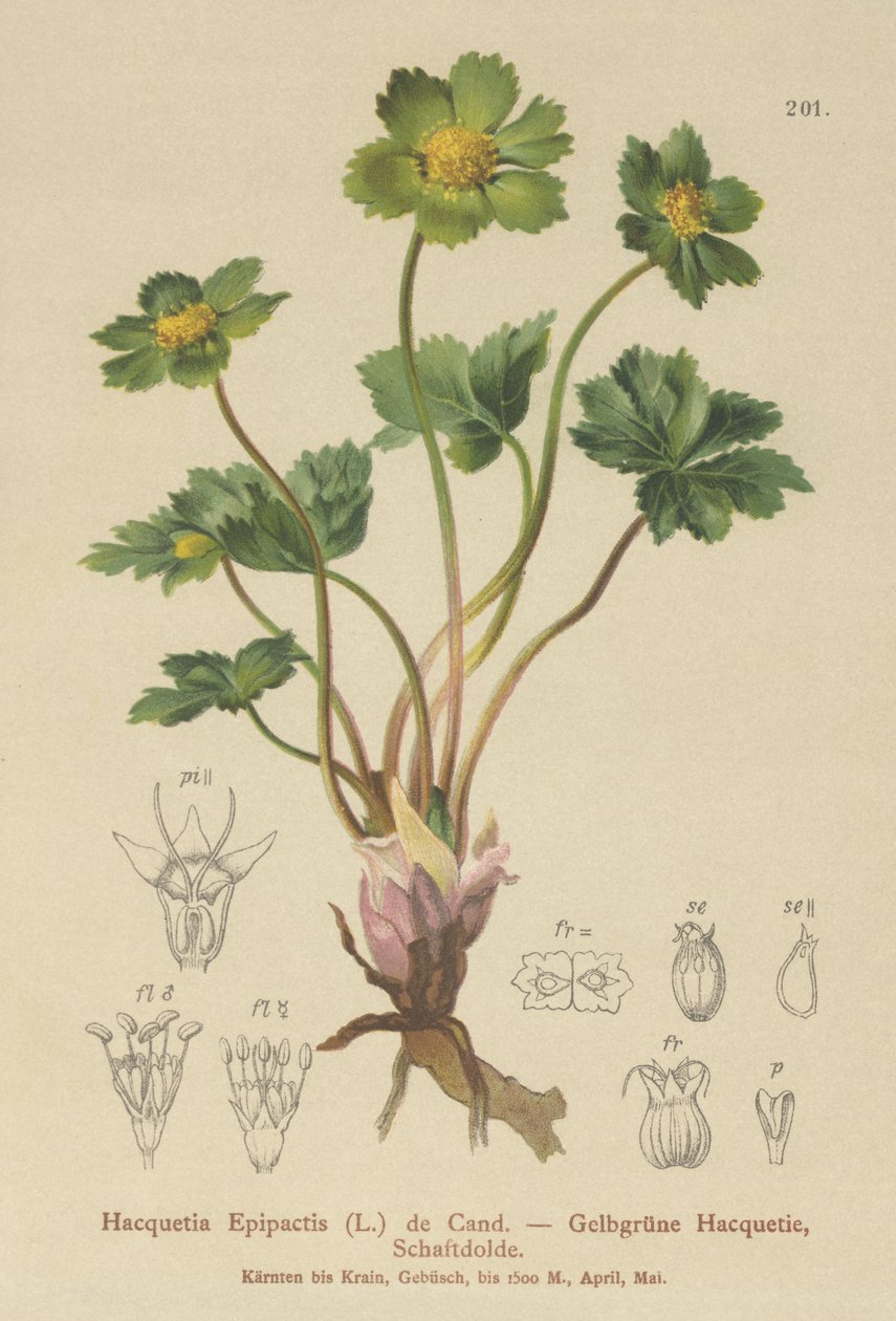 Hacquetia (Hacquetia Epipactis) da German School