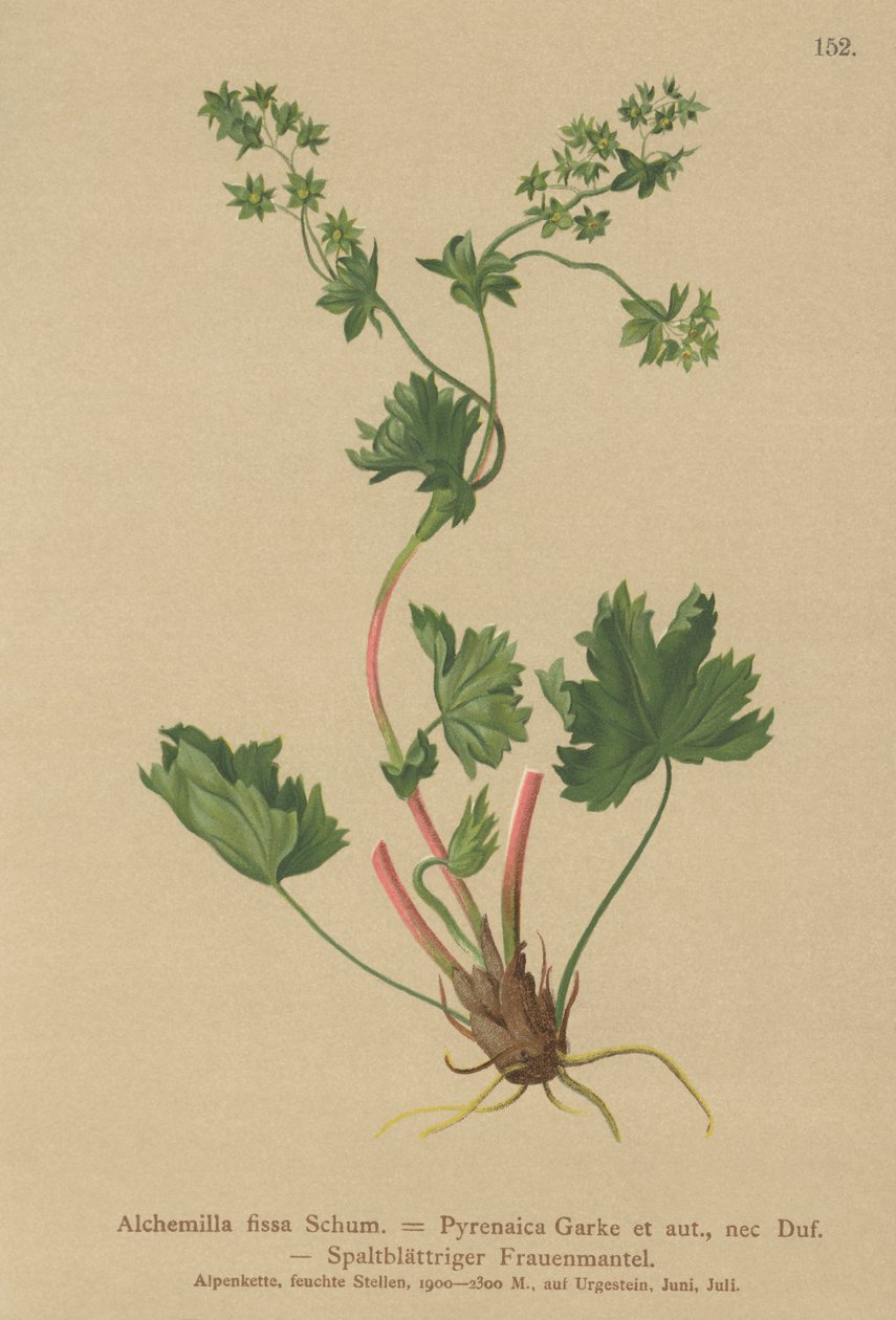 Mantello della signora glabro (Alchemilla fissa, Alchemilla pyrenaica) da German School