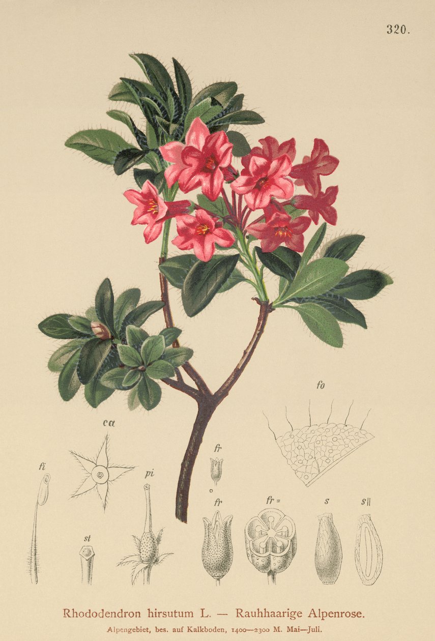 Rododendro peloso (Rhododendron hirsutum) da German School