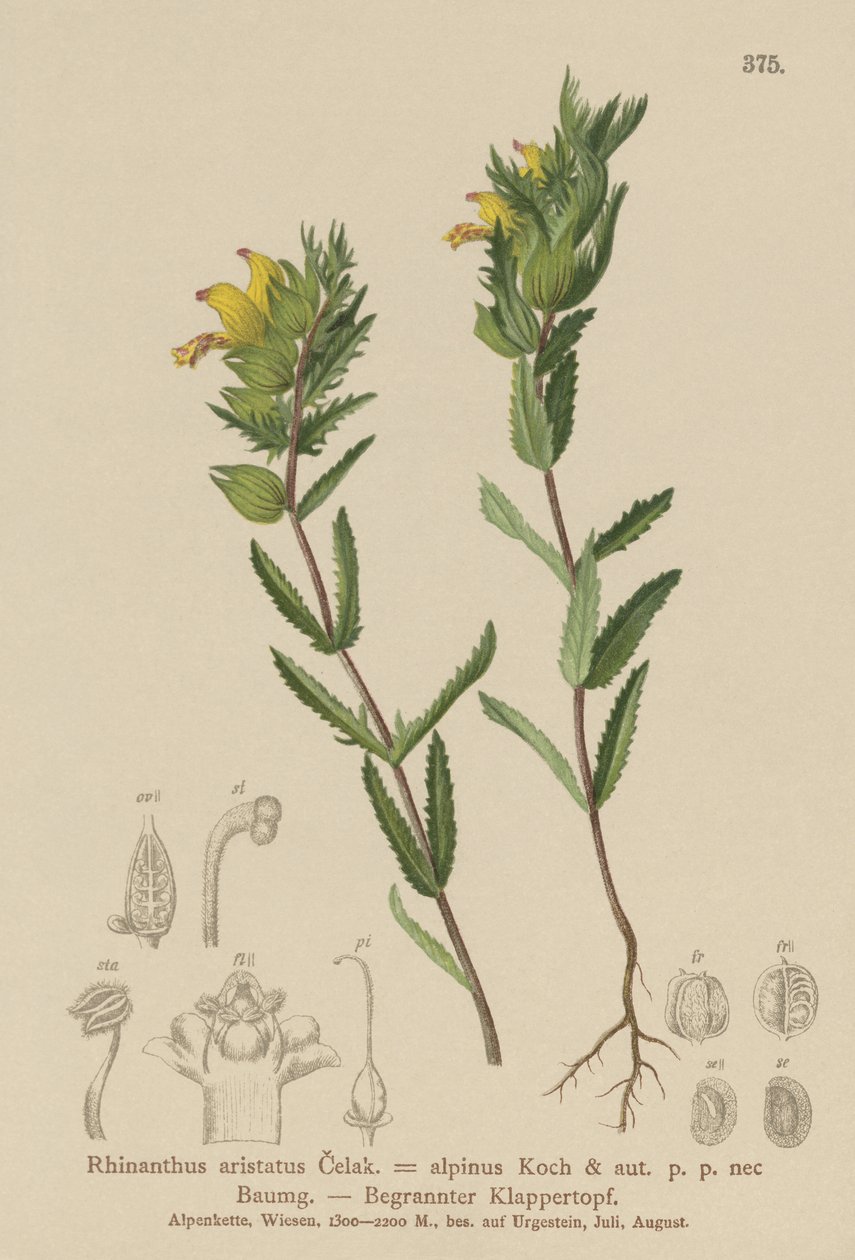 Cresta di gallo gialla pelosa (Rhinanthus aristatus, Rhinanthus alpinus) da German School