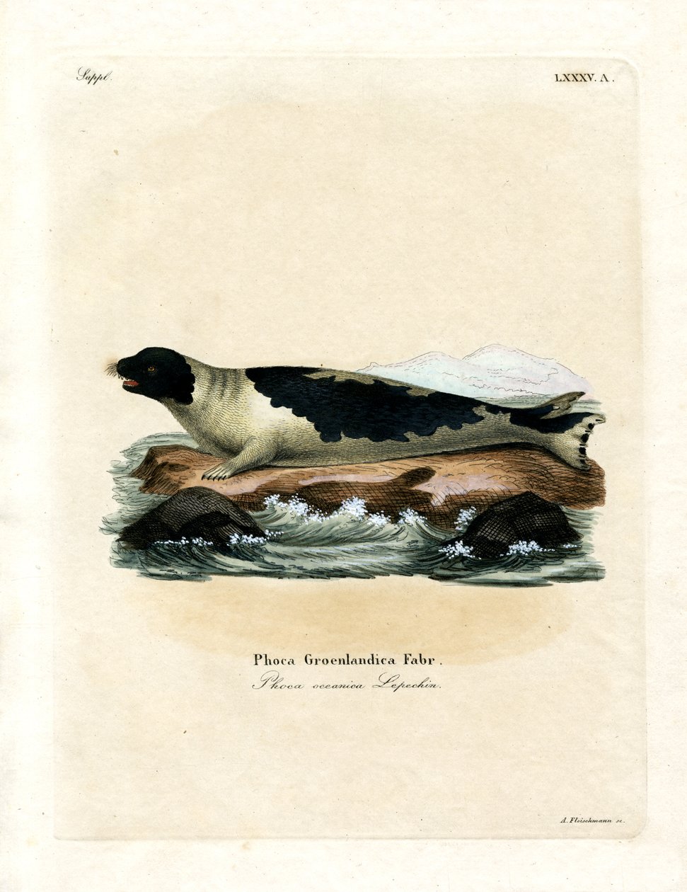 Foca della Groenlandia da German School