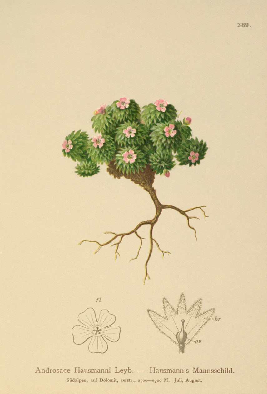 Androsace di Hausmann (Androsace Hausmannii) da German School