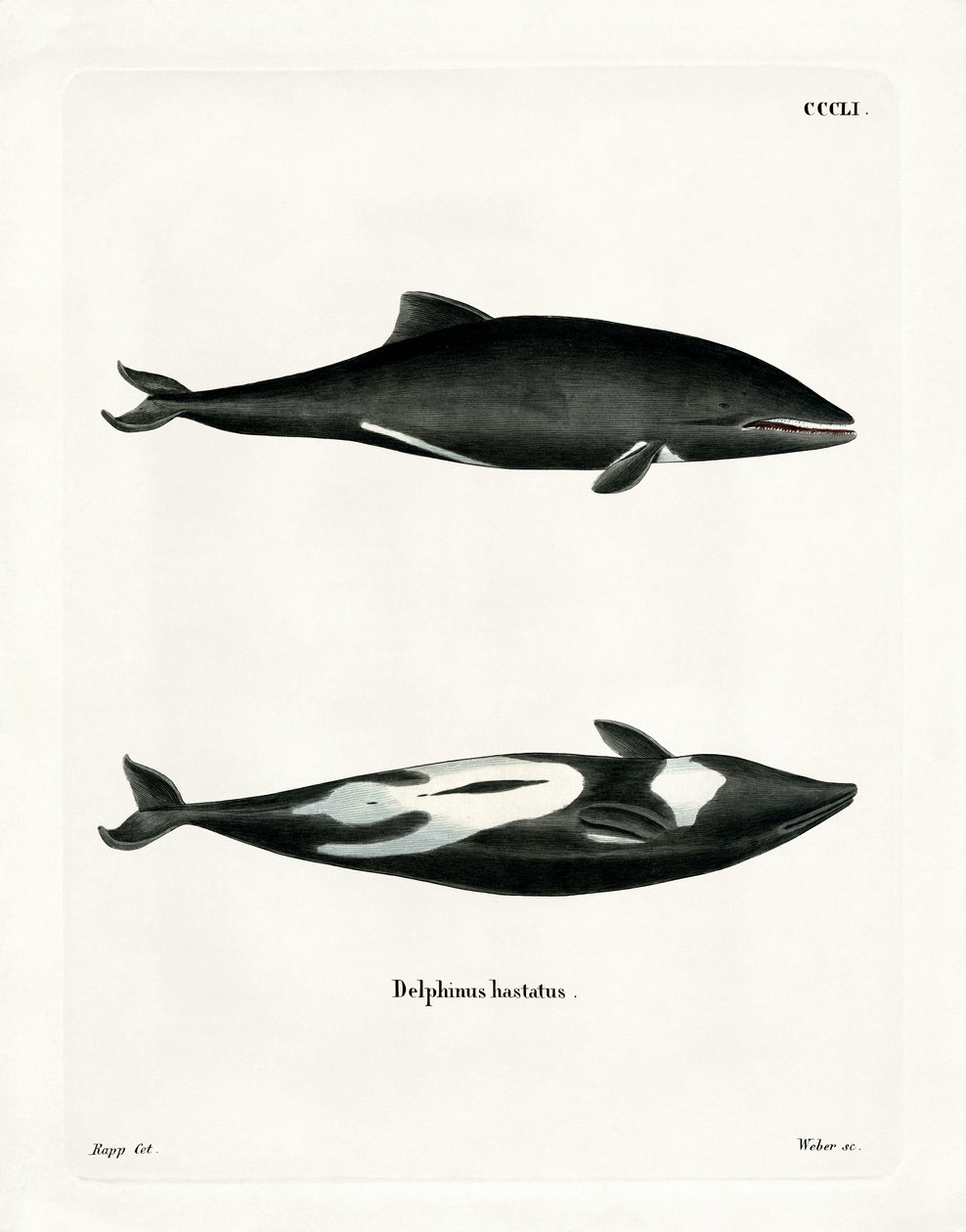 Delfino di Haviside da German School