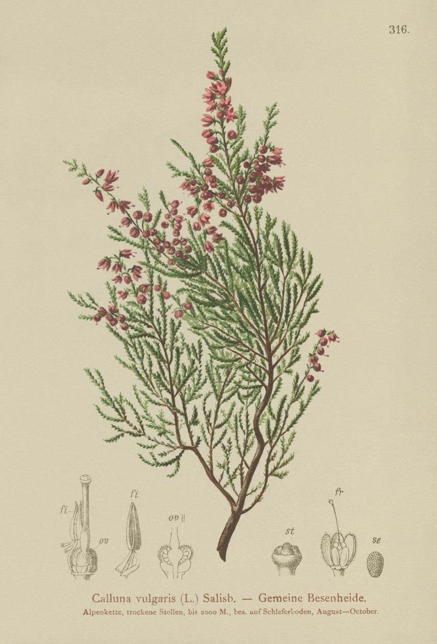 Erica (Calluna vulgaris) da German School