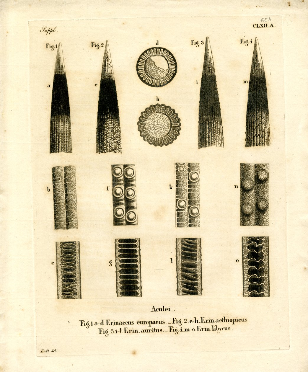 Riccio da German School