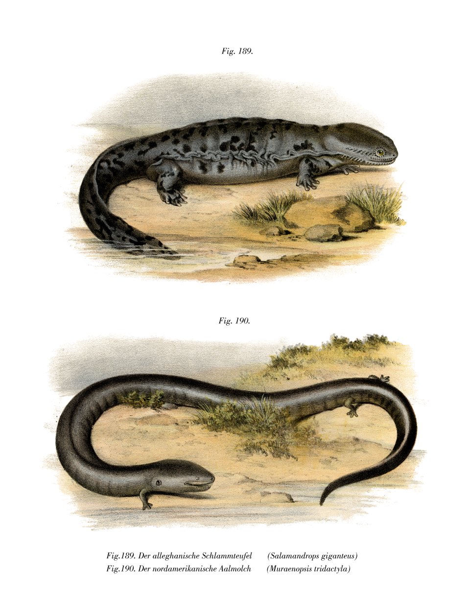 Salamandra gigante da German School