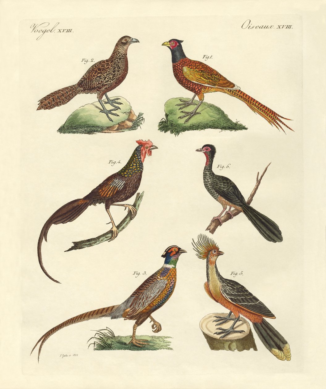 Uccelli simili a galline da German School