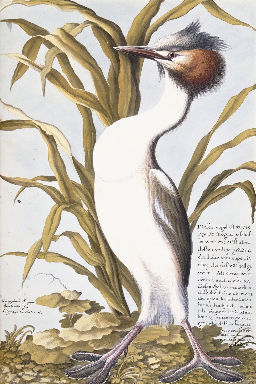 Airone, 1750-1800 da German School