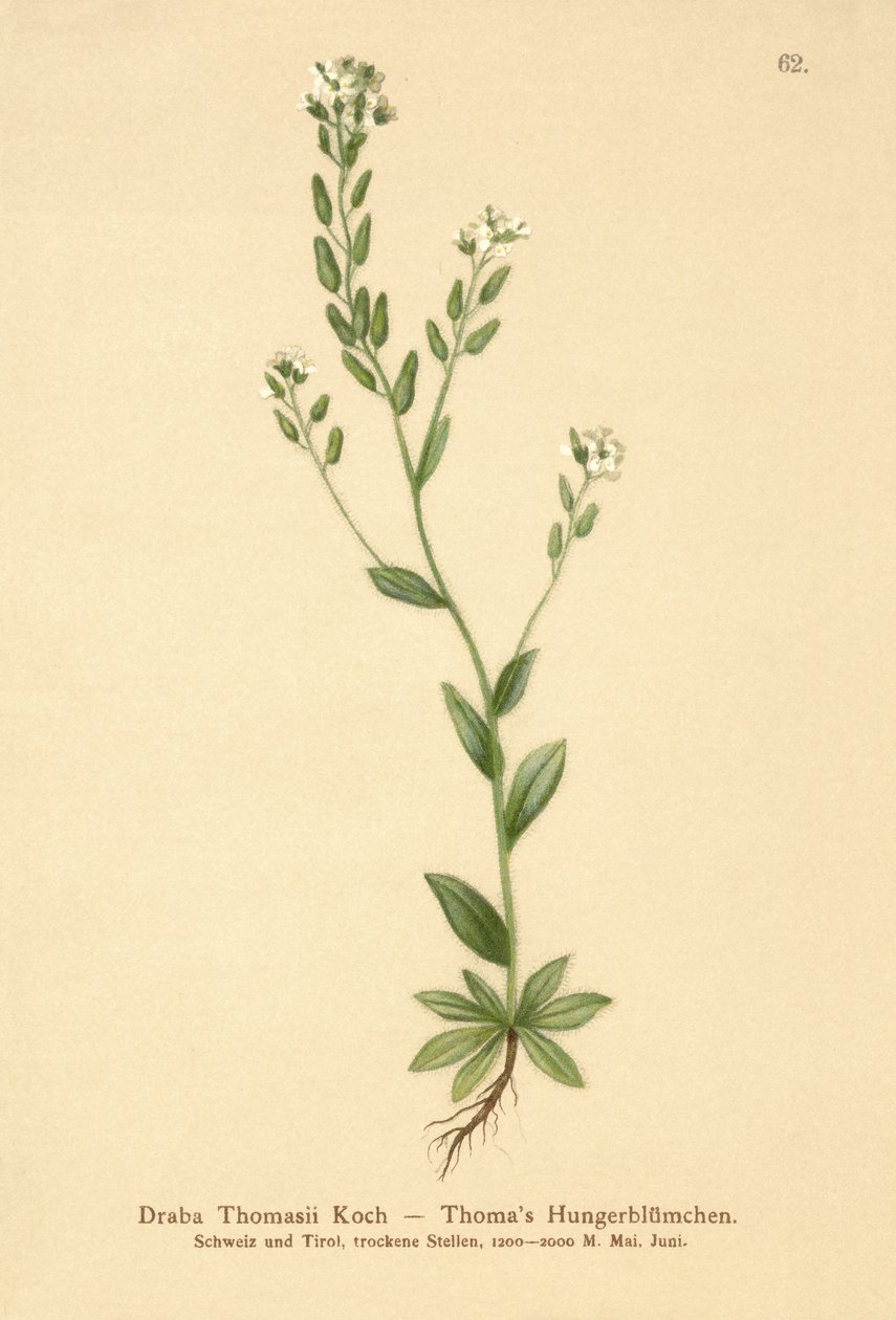 Draba Thomasii da German School