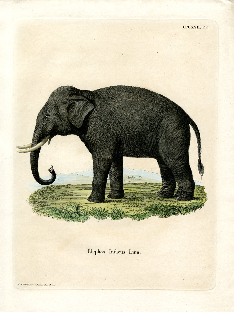 Elefante indiano da German School