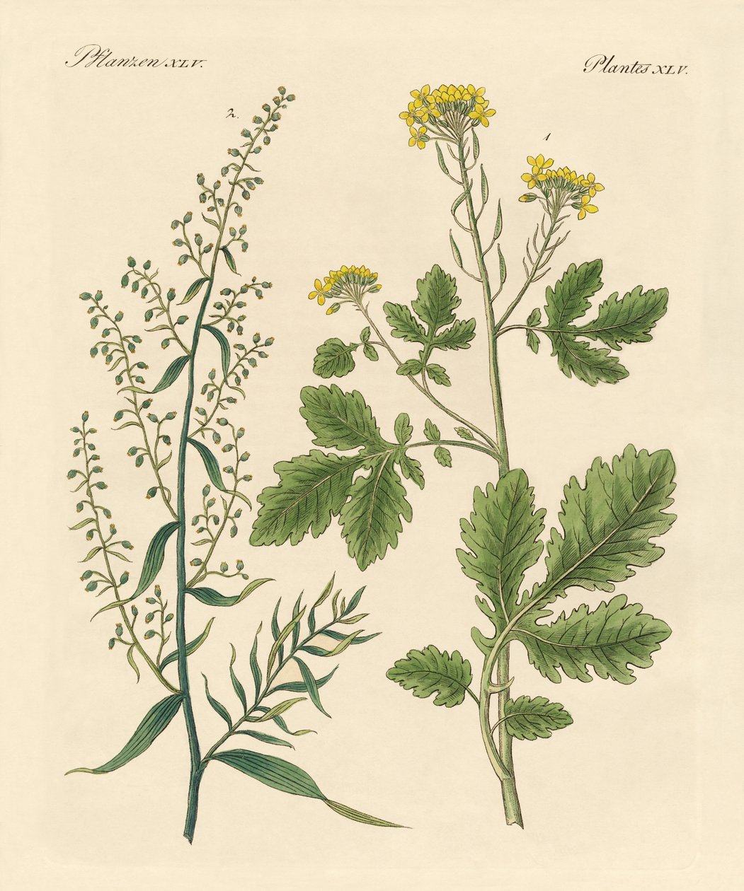 Piante aromatiche indigene da German School