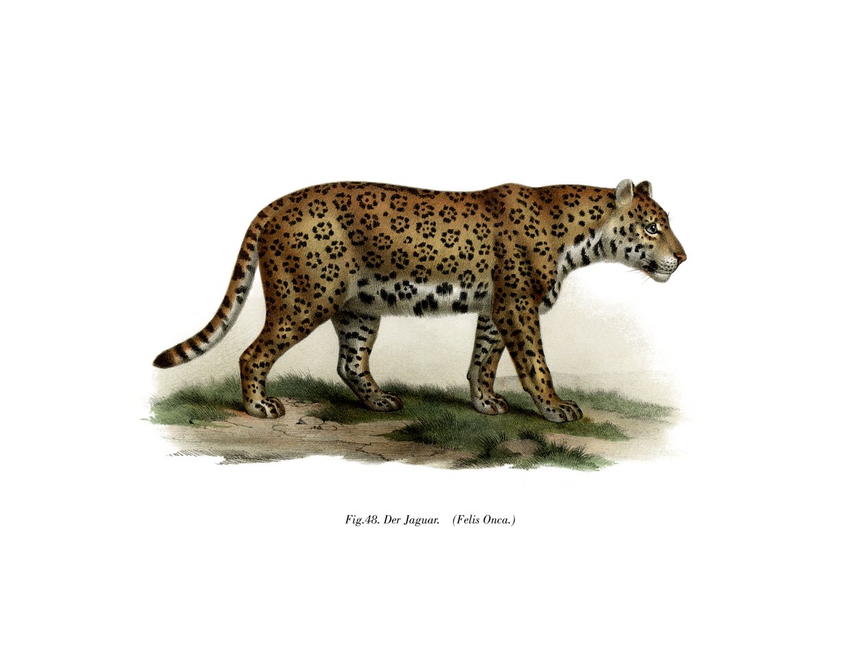 Giaguaro, 1860 da German School