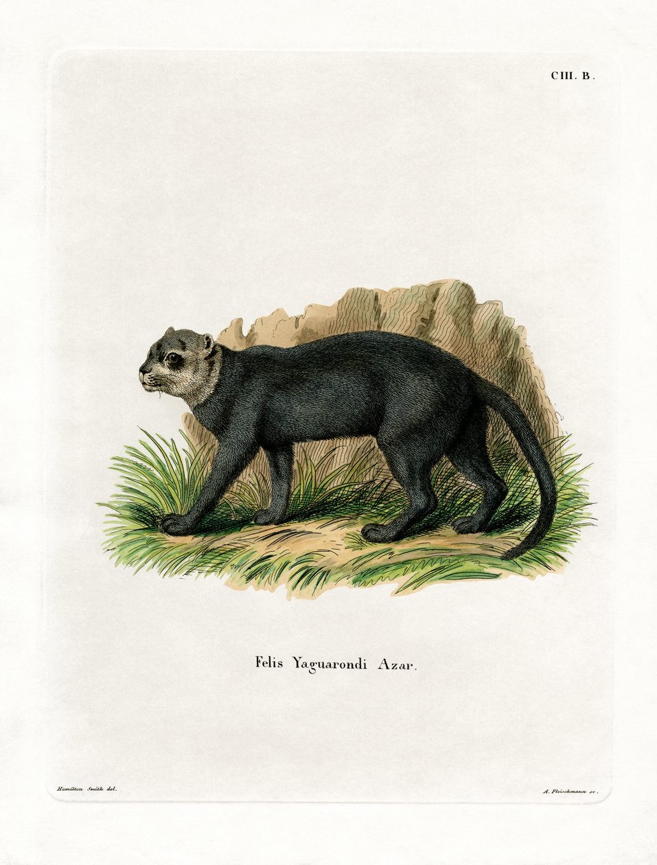 Jaguarundi da German School