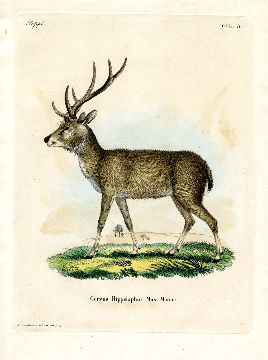 Rusa di Giava da German School