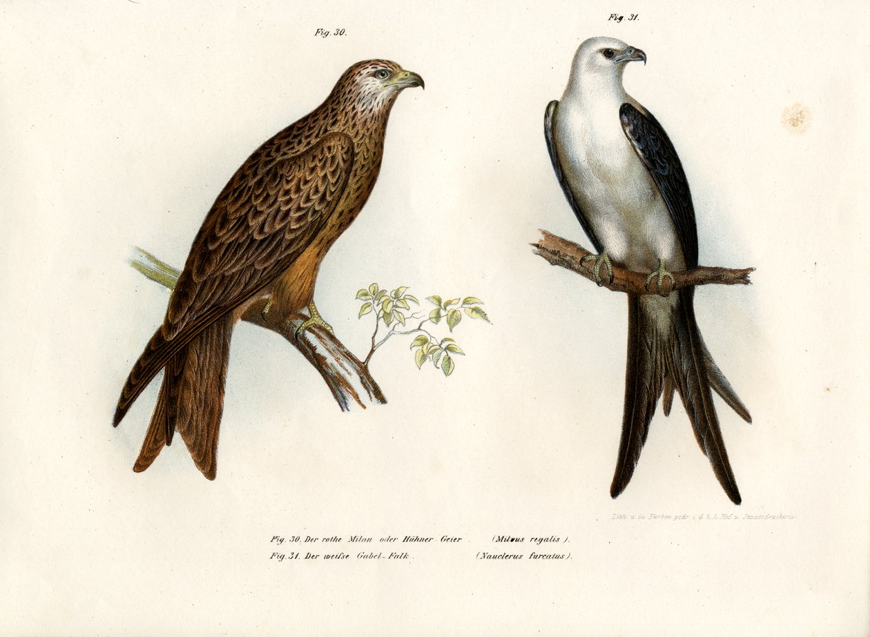 Nibbio, 1864 da German School