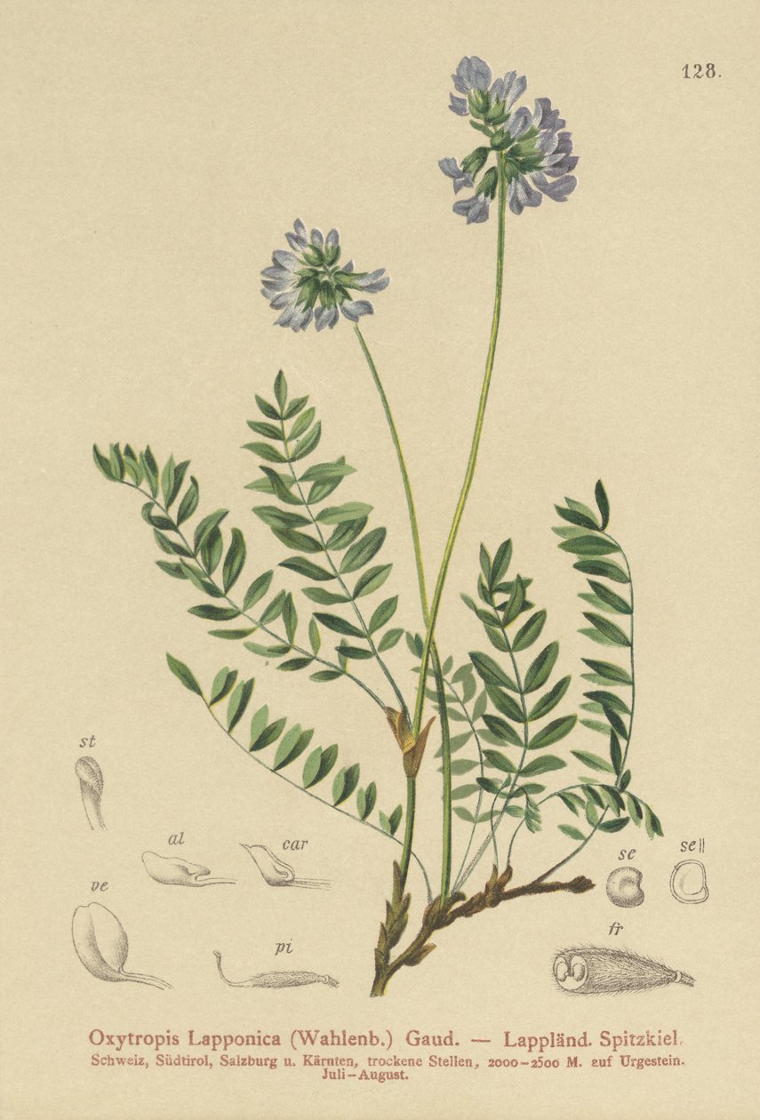 Astragalo della Lapponia (Oxytropis lapponica) da German School