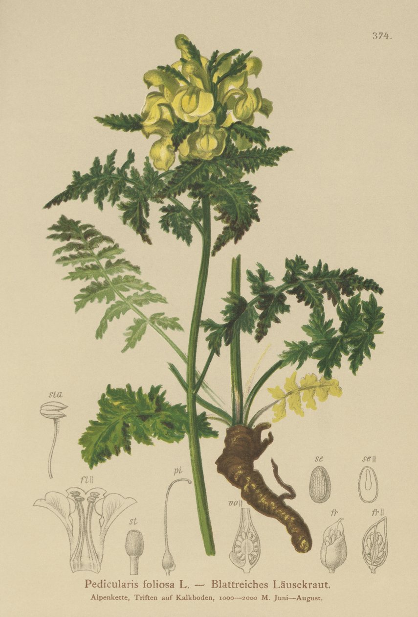 Pedicolare fogliosa (Pedicularis foliosa) da German School