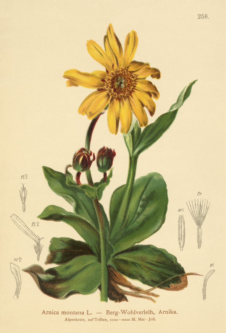 Arnica montana da German School