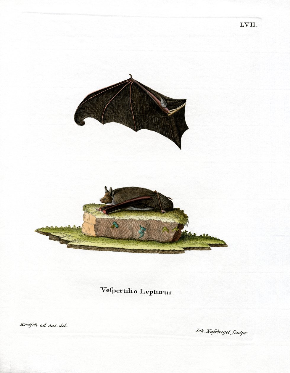 Pipistrello Sacro Minore da German School