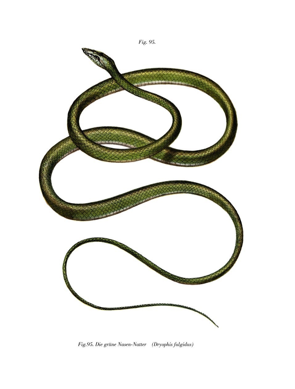 Serpente albero dal naso lungo da German School