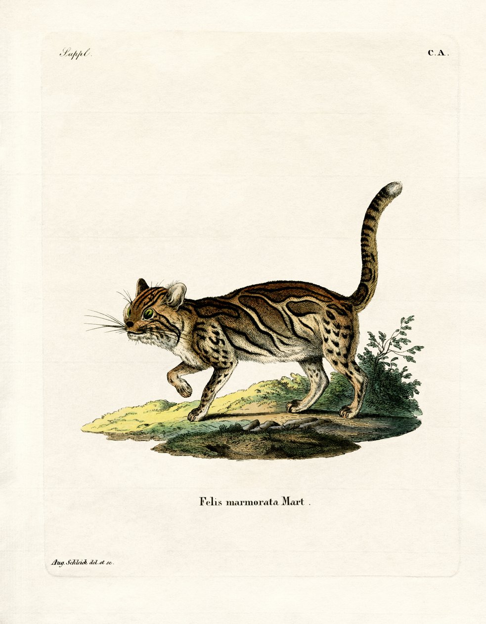 Gatto marmorizzato da German School