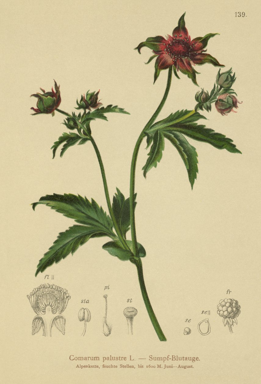Cinquefoil palustre (Comarum palustre, Potentilla palustris) da German School
