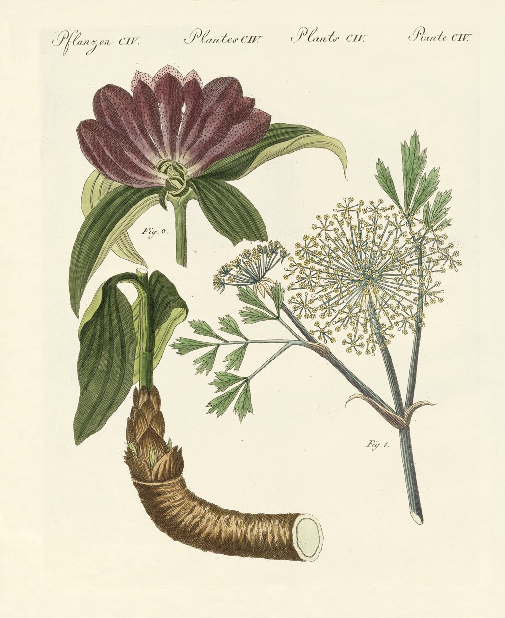 Piante medicinali da German School