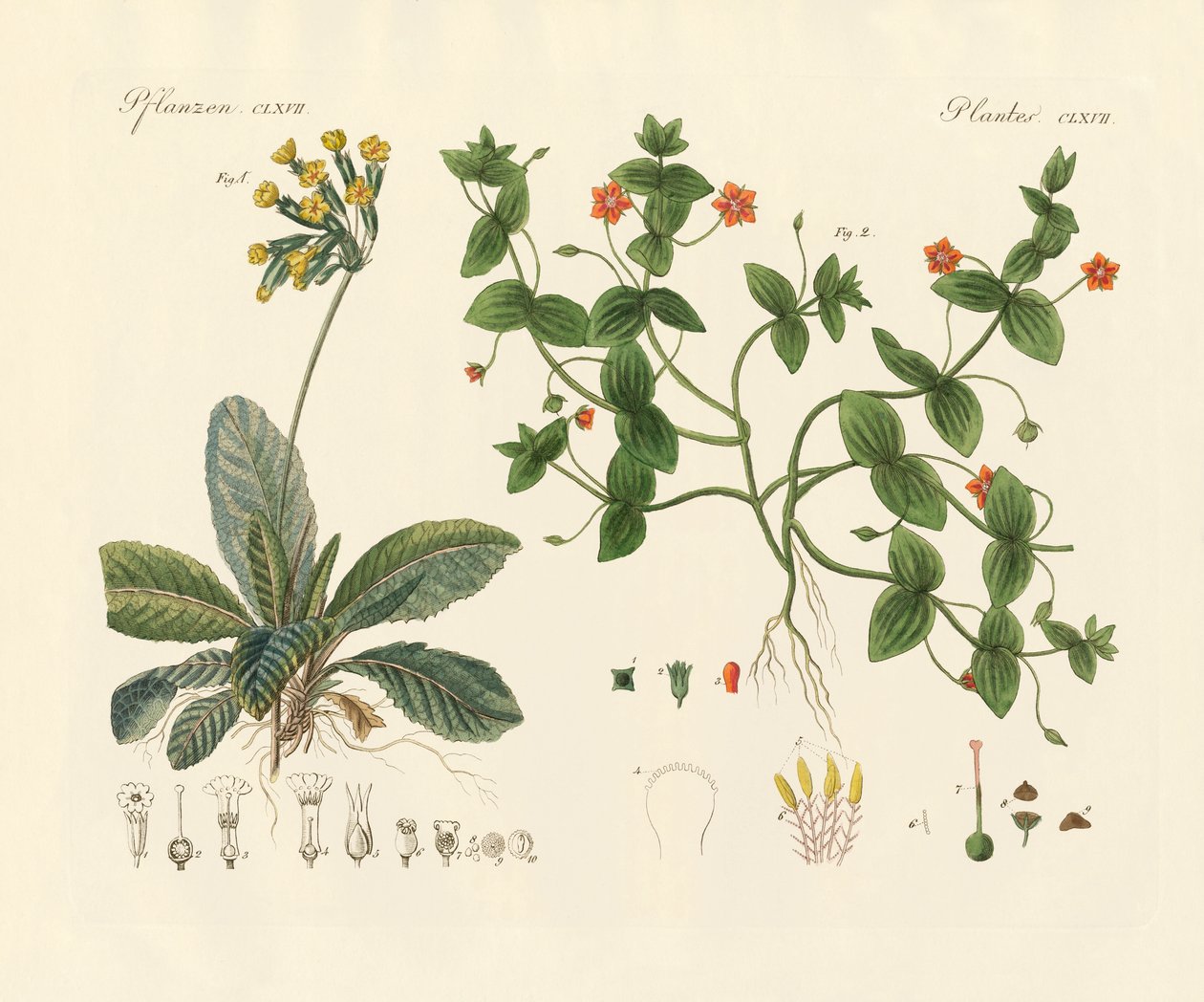 Piante medicinali da German School