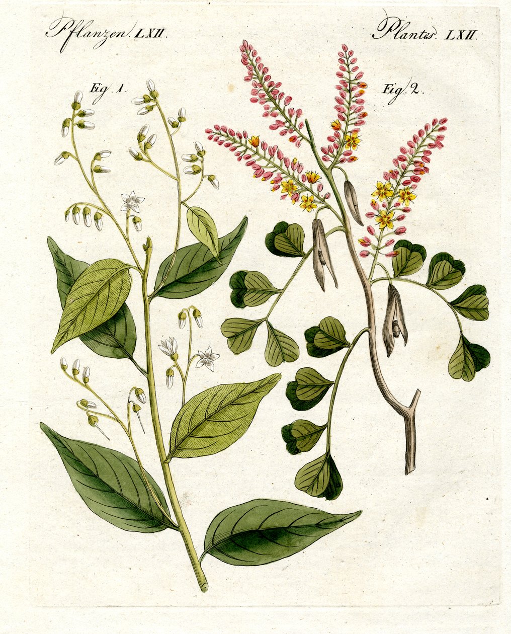 Piante medicinali da German School
