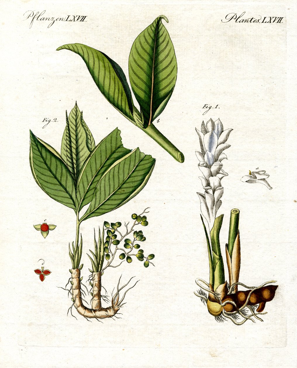 Piante medicinali da German School