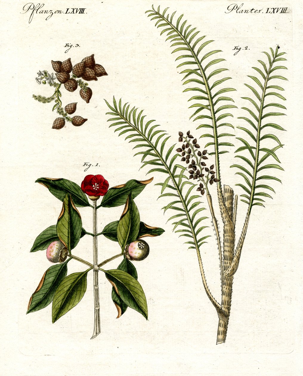 Piante medicinali da German School